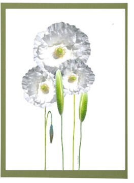 White Poppies Frameable Card